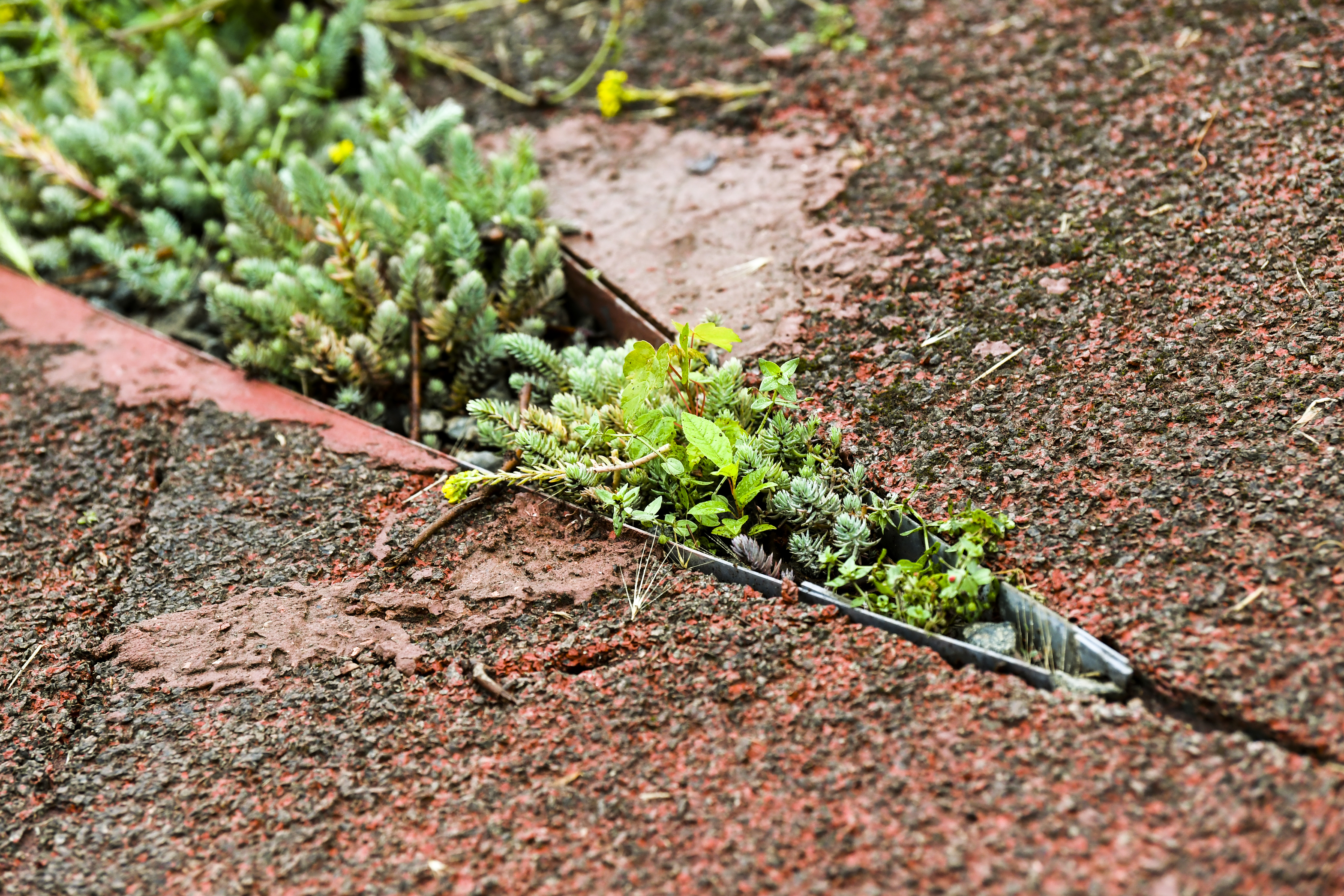 Photo zoomé d'un bout de verdure sur un terrain de tennis